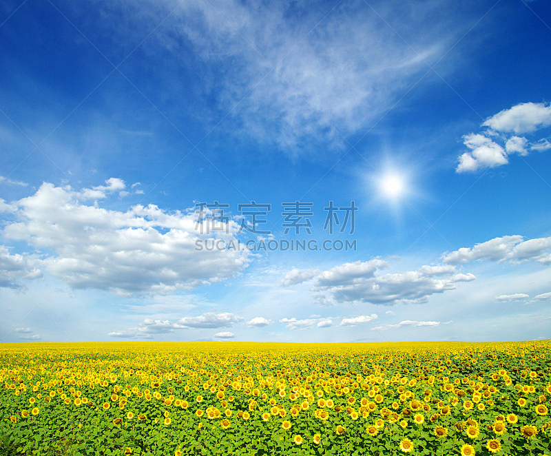 向日葵,田地,农业,植物,背景,夏天,户外,天空,晴朗,自然
