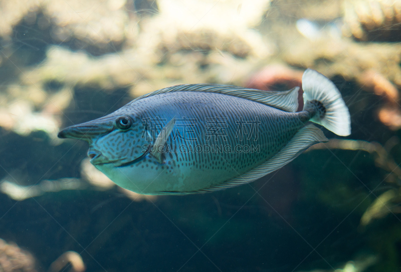 水族馆,斑点,长吻鼻鱼,水,水平画幅,水下,海产,湖,特写,葡萄牙