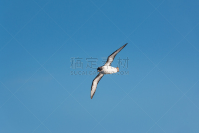 海燕,银色,南设得兰群岛,南极洲,低视角,天空,留白,野生动物,水平画幅,蓝色