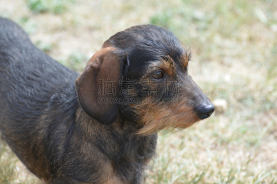 可爱的,狗,腊肠犬,宠物,热狗,纯种犬,图像,钢毛德国猎犬,猎犬,哺乳纲