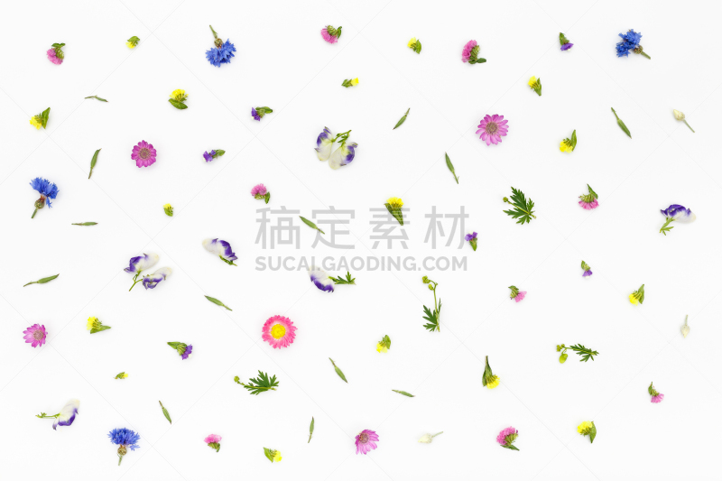 式样,风景,平铺,顶部,白色背景,希腊白头翁,矢车菊,八仙花属,牡丹,美