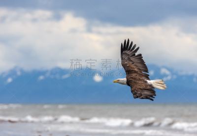 阿拉斯加,白头鹰,食肉鸟,水平画幅,符号,鸟类,捕捞鱼,动物身体部位,野外动物,户外