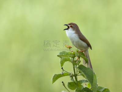 babbler,黄色,机敏,公园,水平画幅,鸟类,动物身体部位,热带雨林,野外动物,户外