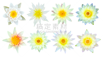 白色,黄睡莲,自然,美,荷花,水平画幅,睡莲,收集,花