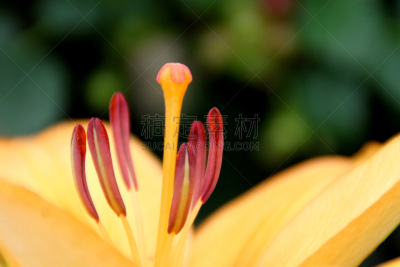 百合花,黄色,雄蕊,花瓣,桃,大特写,特写,珊瑚色,一个物体,菜园