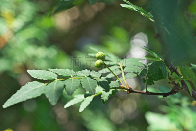 日本,胡椒,水平画幅,绿色,秦椒,无人,五月,蓝色,香料,茅崎