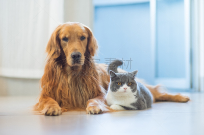 狗,金毛寻回犬,野生猫科动物,可爱的,宠物,商务,室内,地板,图像,英国短毛猫
