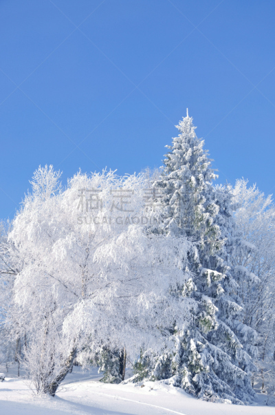巴伐利亚森林,霜,德国,白色,自然,寒冷,垂直画幅,冬天,图像,雪