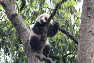 幼兽,熊猫,大熊猫,小熊,濒危物种,竹,可爱的,自然,野生动物,泰国