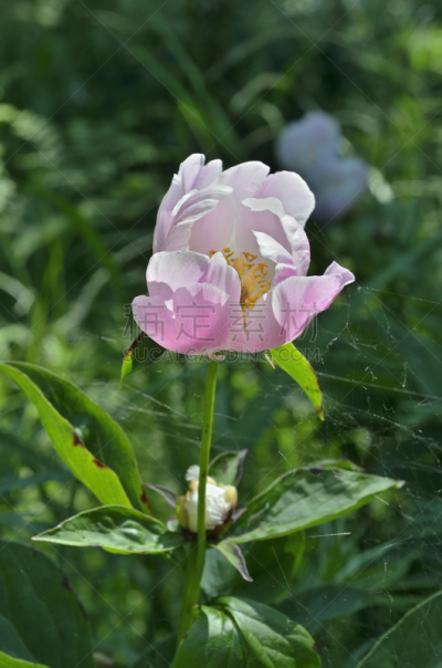 仅一朵花,野生植物,牡丹,中国牡丹,垂直画幅,无人,夏天,户外,特写,白色