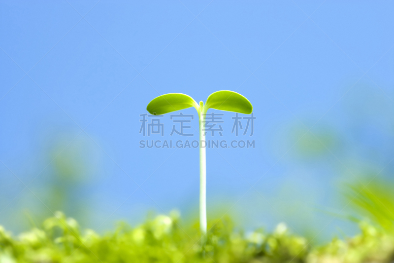 向日葵,双叶区,呼吸气 ,花蕾,水平画幅,无人,清新,材料,背景,生长