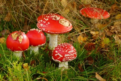 斑点,蘑菇,红色,白色,自然,水平画幅,秋天,无人,有毒生物体,组物体