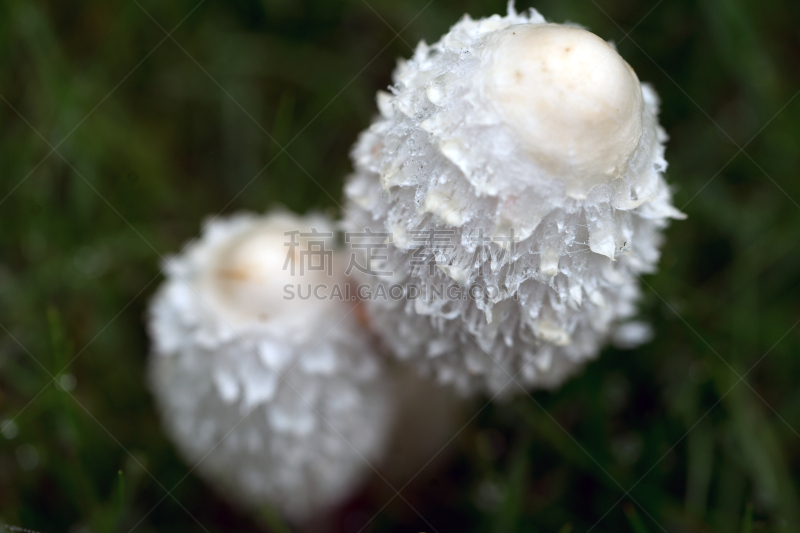 笔帽状蘑菇,蘑菇,鸡腿菇,分离着色,野菇,水平画幅,无人,食用菌,觅食,摄影