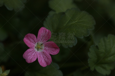 野生老鹳草,天竺葵,水平画幅,无人,户外,特写,仅一朵花,植物,多年生植物,植物学