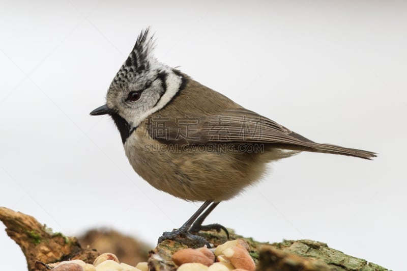 crested tit,侧面像,厄普兰,票根,动物的冠,山雀,褐色,水平画幅,鸟类,动物身体部位