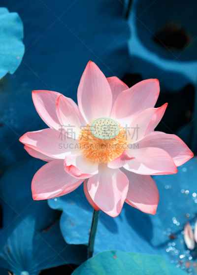 荷花,湿,纯净,池塘,春天,中国,植物园,水生动植物,植物,夏天