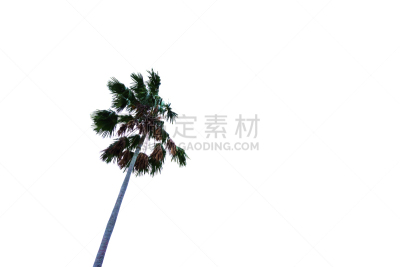 糖,棕榈树,顶部,白色背景,分离着色,风,水平画幅,无人,巨大的,椰子