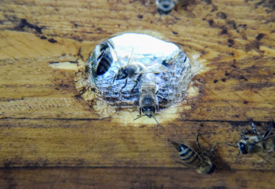 蜂箱,建筑物门,蜜蜂,摄像机拍摄角度,小屋,克罗尼亚省,嗡嗡响的,门阶,昆虫群,蜂蜡