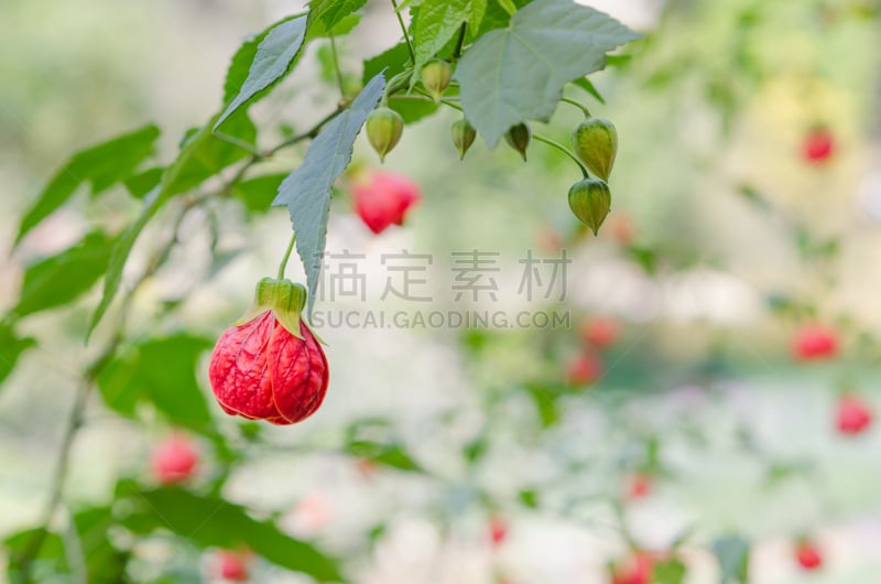 红色,白麻属植物,苘麻,自然,灯笼,水平画幅,绿色,无人,户外,灯