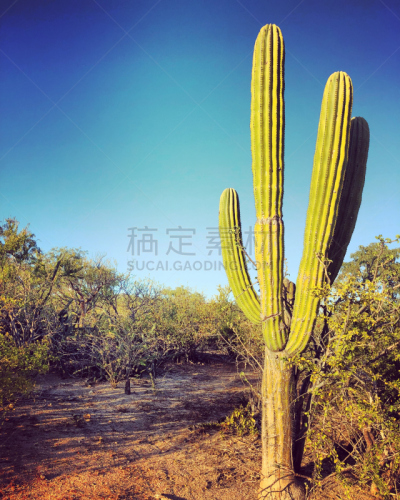 地形,墨西哥,垂直画幅,天空,留白,洛斯卡沃斯,无人,户外,干的,拉丁美洲