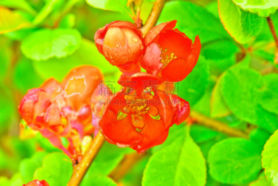 温柏,春天,园林,皱皮木瓜,茶花,美,水平画幅,夏天,户外,图像