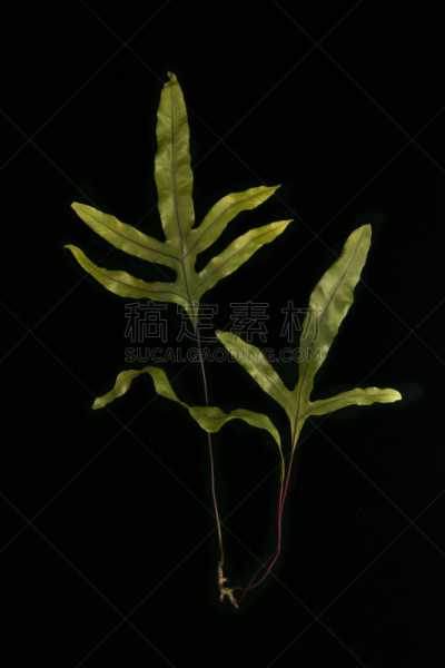 袋鼠爪花,自然,垂直画幅,绿色,无人,反差,概念,植物,植物学,个性