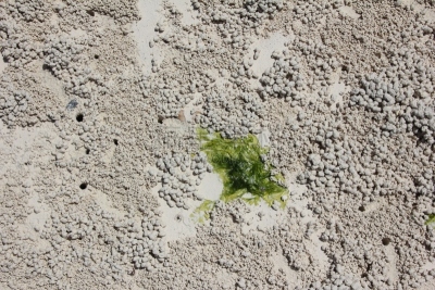 吉汶瓦海滩,桑吉巴尔,沙子,球体,印度洋,非洲,坦桑尼亚,螃蟹洞,球,美