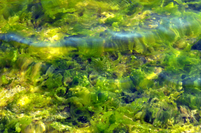 藻类,背景,水,运动模糊,水平画幅,无人,湿,夏天,生物学,湖