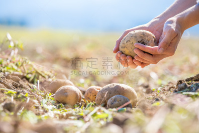 农业,清新,马铃薯,手,田地,农民,拿着,单一栽培,蔬菜,菜园