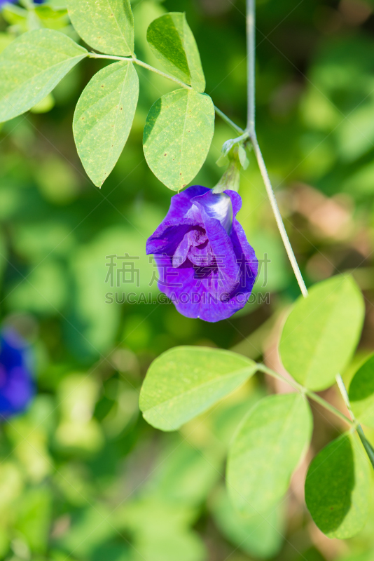 豌豆,蓝色,蝴蝶,有蔓植物,垂直画幅,美,饮料,特写,泰国,植物