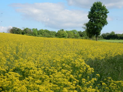 伍茨堡,油菜花,巴伐利亚,田地,德国,弗兰克尼,自然的窗子,灵感,水平画幅,无人