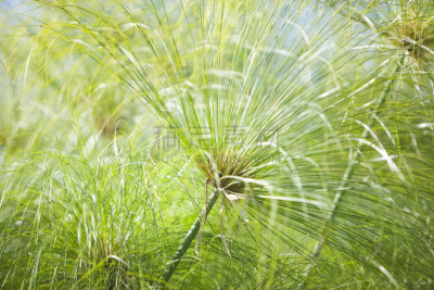 自然纹理,选择对焦,留白,植物属性,水平画幅,形状,枝繁叶茂,无人,户外,特写