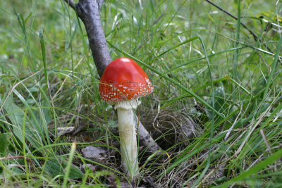 毒蝇菇,自然,美,水平画幅,彩色图片,秋天,无人,自然美,毒蘑菇,摄影