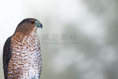 库珀鹰,食肉鸟,自然,留白,褐色,人的头部,水平画幅,无人,散焦,鸟类