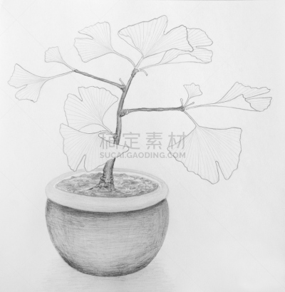 银杏,花盆,银杏树,健康保健,美术工艺,灰色,铅笔,涂料,铅笔画,植物