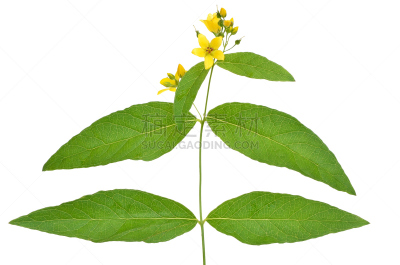 珍珠菜,白色背景,gold lysimachia,报春花科,水平画幅,无人,夏天,特写,白色,植物