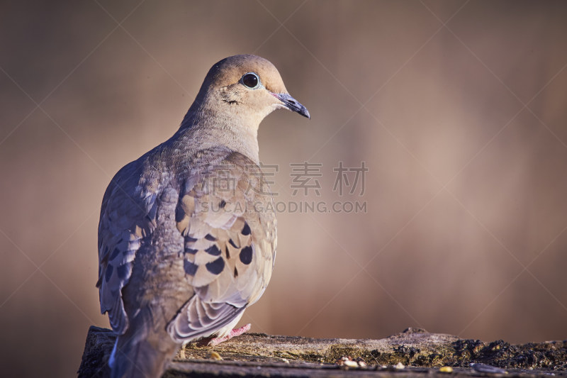 北美斑鸠,圆木,美,褐色,水平画幅,无人,鸟类,早晨,北美歌雀,动物主题