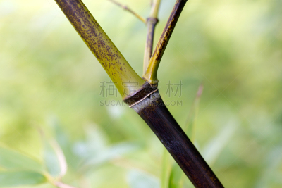 枝,枯萎的,森林,竹,选择对焦,褐色,水平画幅,无人,户外,干的