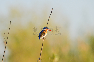 孔雀蓝翠鸟,褐色,水平画幅,橙色,无人,蓝色,鸟类,黑色,红色,浅蓝色