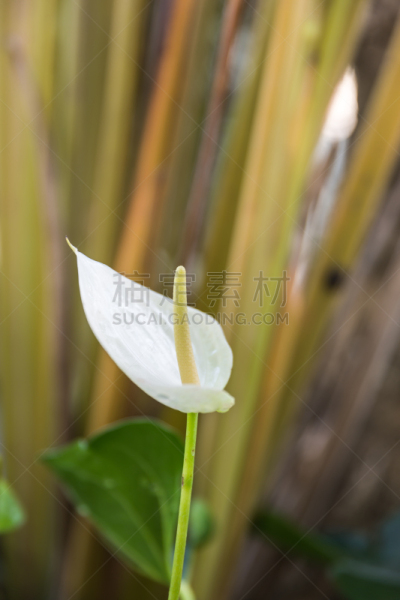 肉穗花序,仅一朵花,自然,垂直画幅,无人,夏天,特写,植物茎,植物,2015年