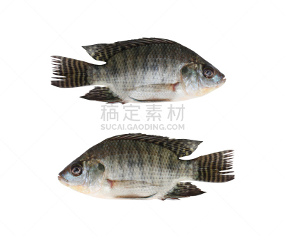 清新,白色背景,罗非鱼,创造力,会议,小路,分离着色,淡水鱼,园艺器具,水笔