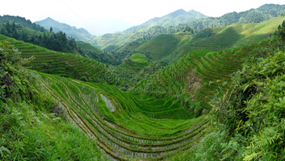 田地,稻,水平画幅,地形,景观设计,户外,水稻梯田,梯田,稻田,热带气候