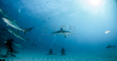 巴哈马国,礁鲨,水,水平画幅,水肺潜水,无人,水下,鲨鱼,夏天,户外