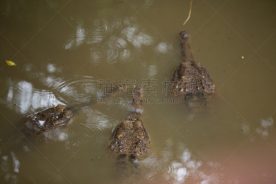 长吻鳄科,水平画幅,生物,攀缘植物,无人,动物学,特写,布拉格,爬行纲,摄影