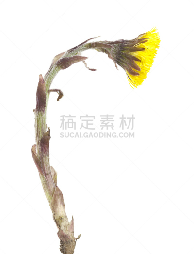 加莱克斯草,白色背景,分离着色,垂直画幅,无人,特写,仅一朵花,白色,植物,彩色图片