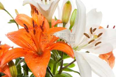 占星百合,橙色,幸福,水平画幅,湿,纯净,百合花,花束,白色,植物