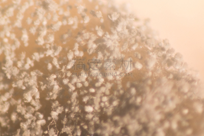 微生物学,实验室,面包,放大效果,在下面,尼日尔,显微镜,生物科技,水平画幅,孢子