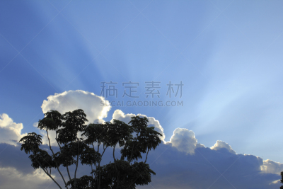 罗德岱堡,佛罗里达,皇后伞树,天空,水平画幅,在之后,夏天,户外,云景,白色