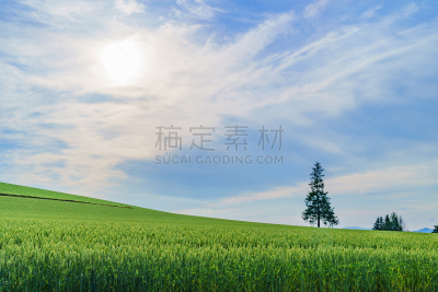 圣诞树,美瑛町,著名景点,日本,北海道,名声,美,水平画幅,山