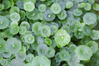 草本,水,水平画幅,泰国,植物,积雪草,清新,园林,农业
